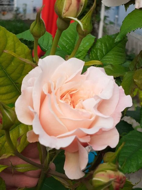  - Rose de Tolbiac