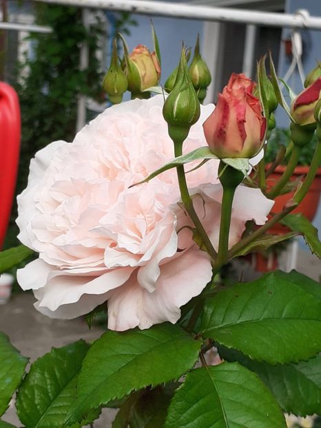  - Rose de Tolbiac