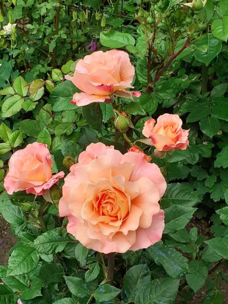  - Augusta Luise 2021