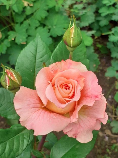  - Augusta Luise 2021