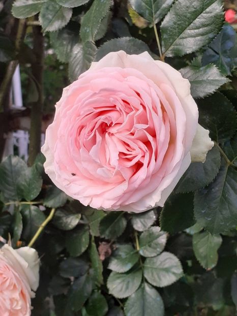  - Palais Royale 2022 - 2023-2024