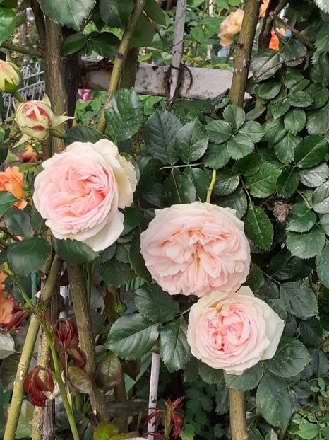  - Palais Royale 2022 - 2023-2024