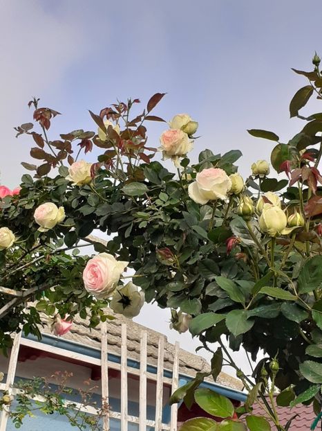  - Palais Royale 2022 - 2023-2024