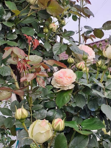  - Palais Royale 2022 - 2023-2024