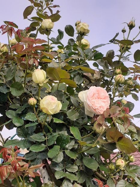  - Palais Royale 2022 - 2023-2024