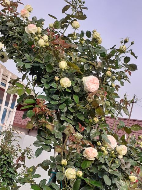  - Palais Royale 2022 - 2023-2024