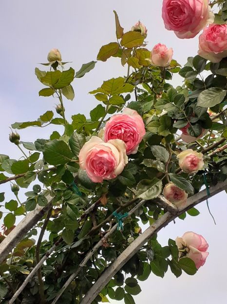  - Eden Rose 2024_ 2025