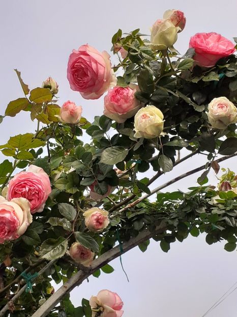  - Eden Rose 2024_ 2025