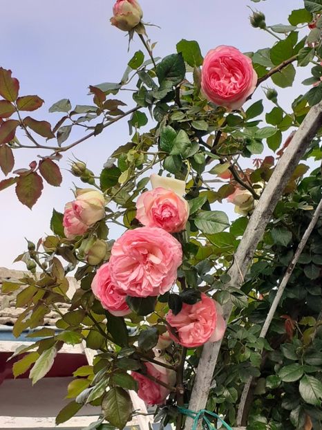  - Eden Rose 2024_ 2025