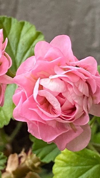 - Australian Pink Rosebud