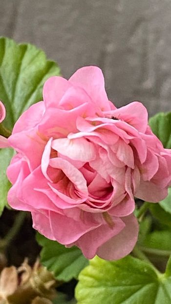  - Australian Pink Rosebud