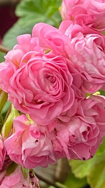  - Australian Pink Rosebud
