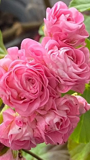  - Australian Pink Rosebud