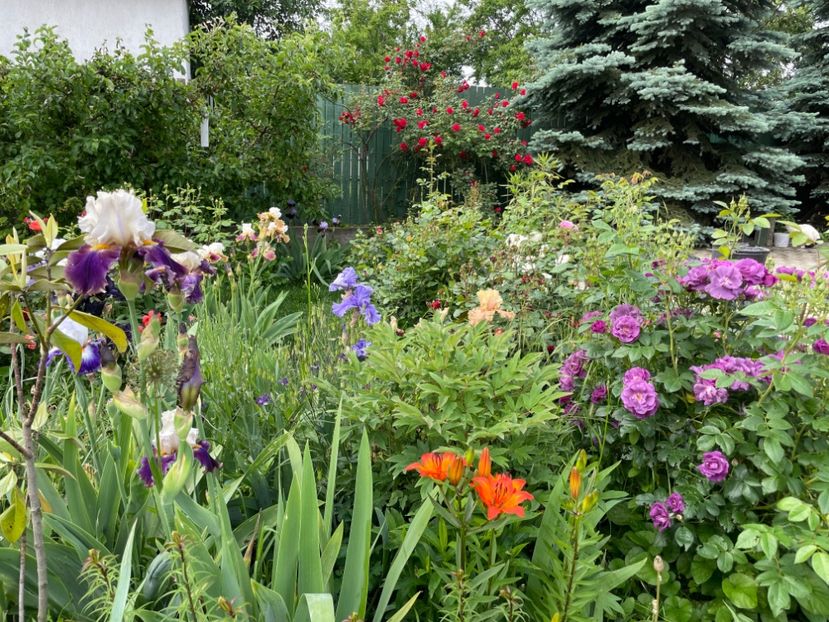  - 0005 - Gradina - 2025