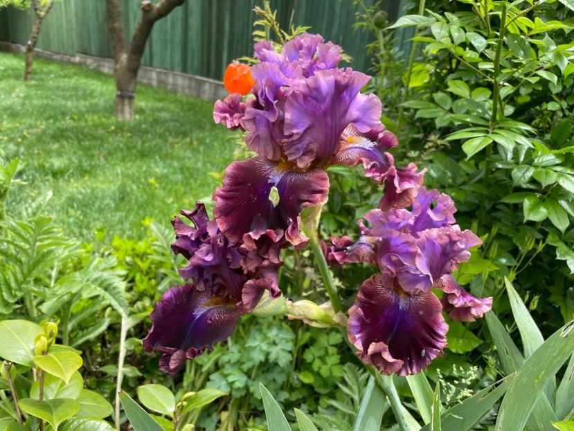  - 0007 - Iriși 2025 - 2