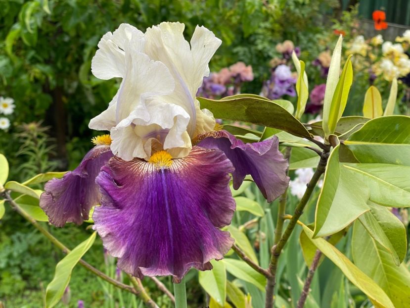  - 0007 - Iriși 2025 - 2