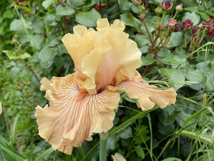  - 0007 - Iriși 2025 - 2