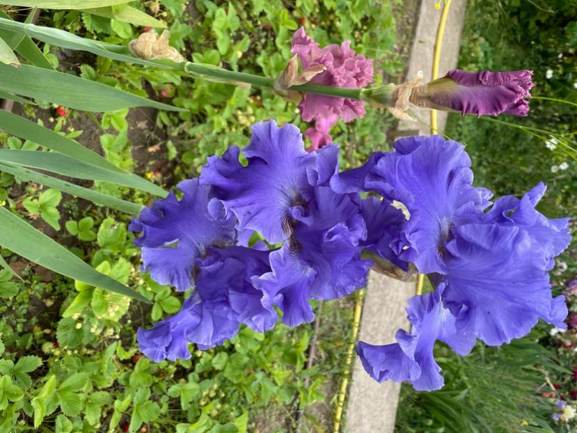  - 0007 - Iriși 2025 - 2