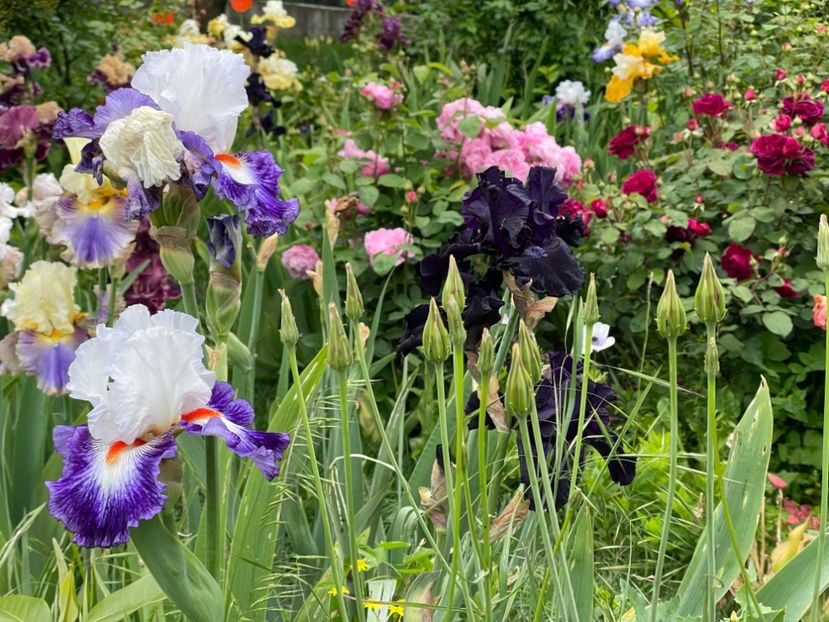  - 0007 - Iriși 2025 - 2