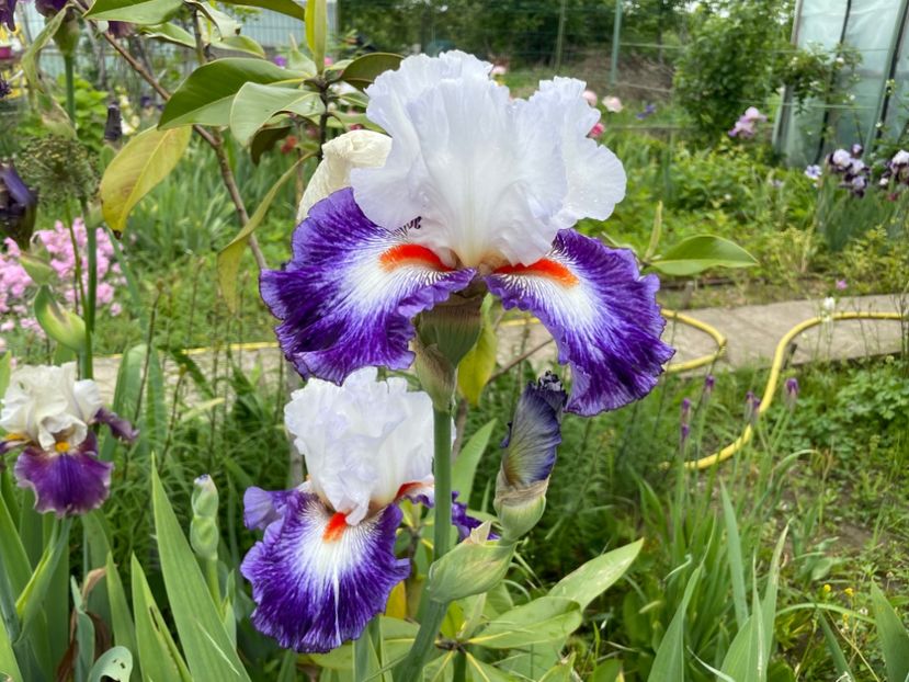  - 0007 - Iriși 2025 - 2