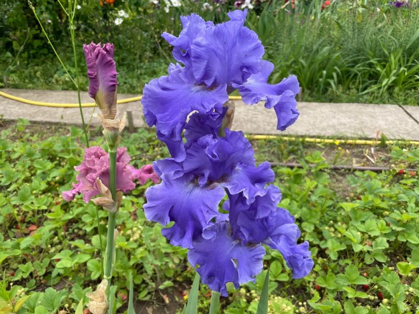  - 0007 - Iriși 2025 - 2