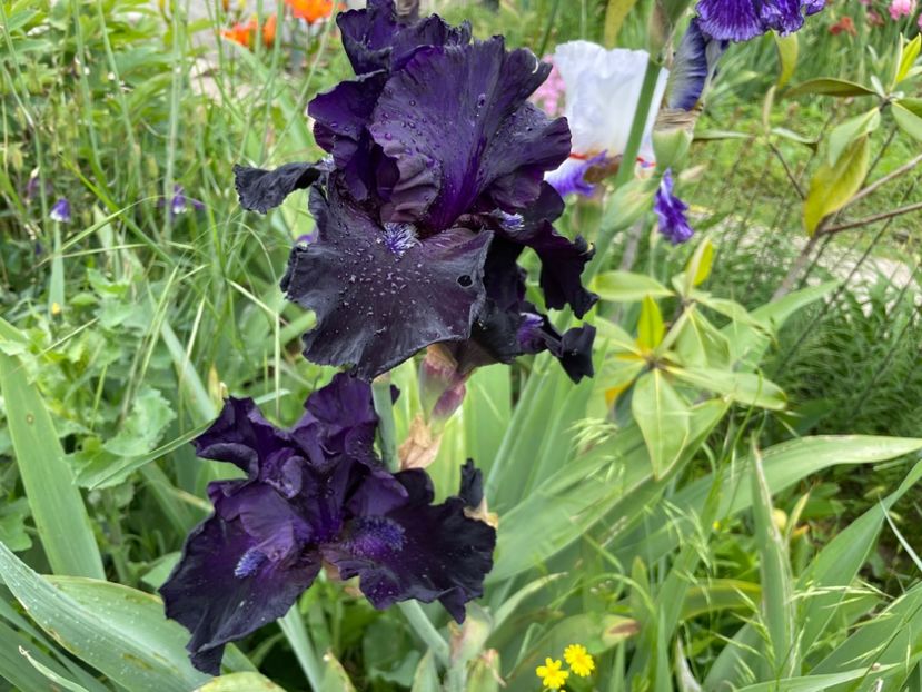  - 0007 - Iriși 2025 - 2