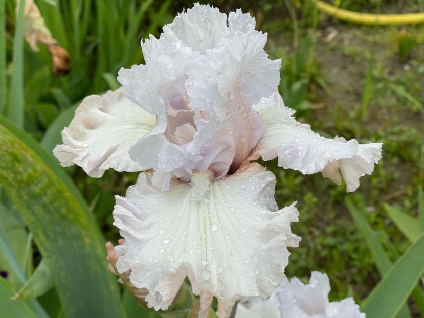  - 0007 - Iriși 2025 - 2