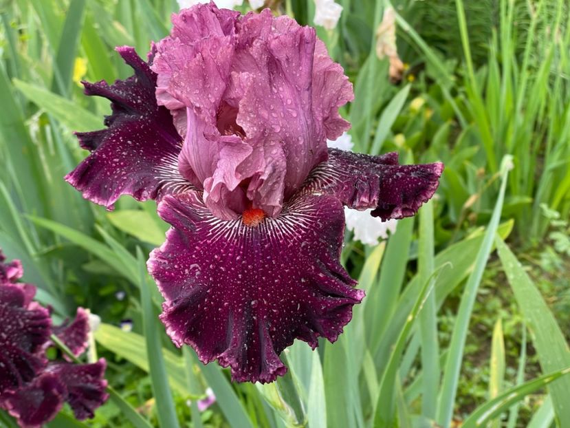  - 0007 - Iriși 2025 - 2