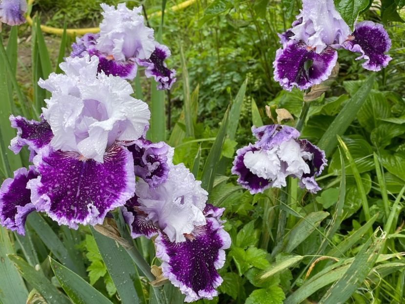  - 0007 - Iriși 2025 - 2