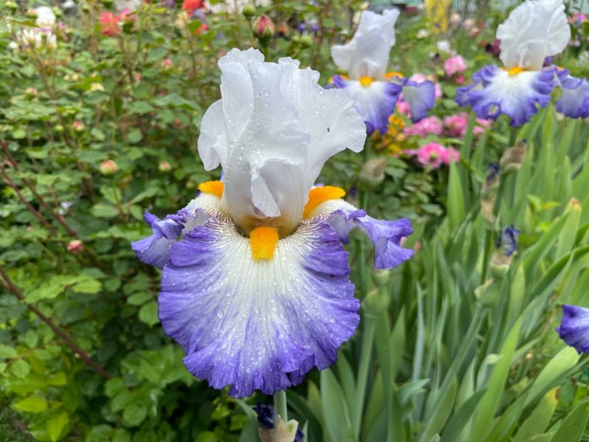  - 0007 - Iriși 2025 - 2