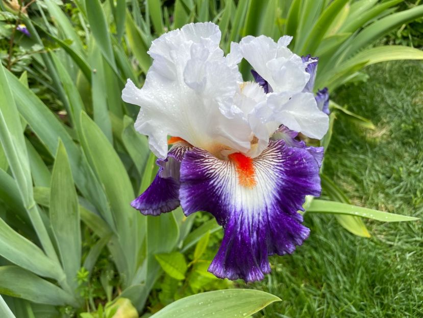  - 0007 - Iriși 2025 - 2