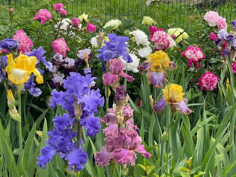  - 0007 - Iriși 2025 - 2