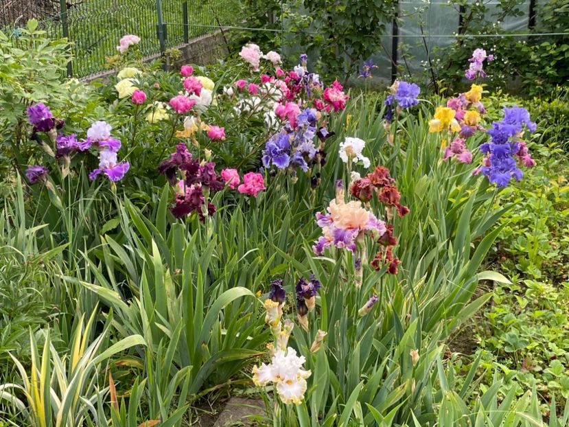  - 0007 - Iriși 2025 - 2