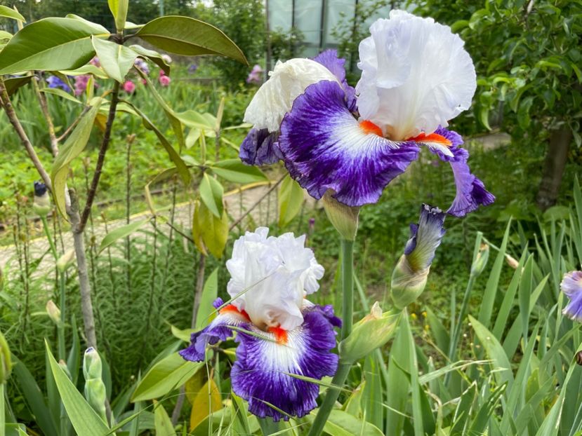  - 0007 - Iriși 2025 - 2