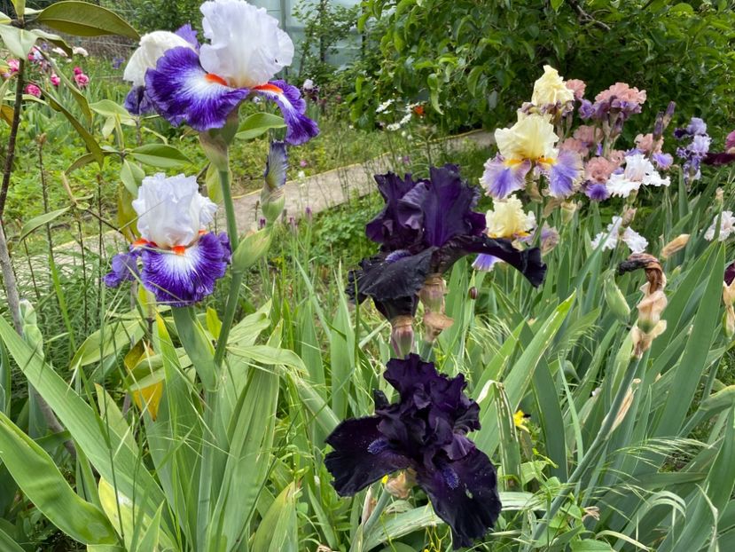  - 0007 - Iriși 2025 - 2