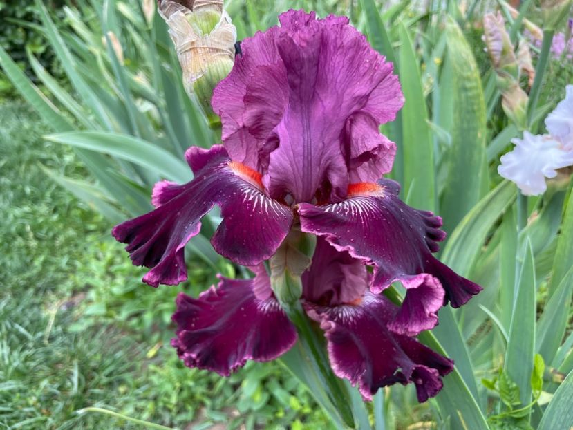  - 0007 - Iriși 2025 - 2