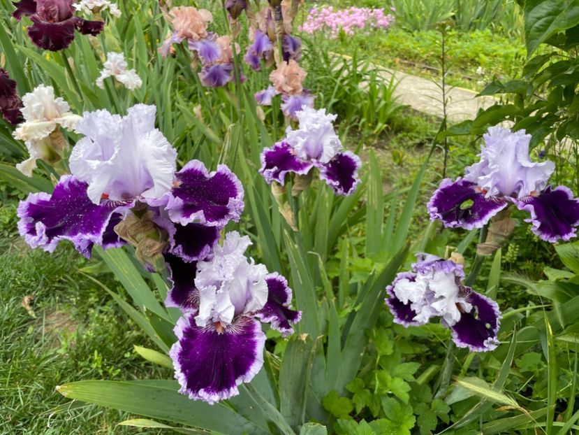  - 0007 - Iriși 2025 - 2