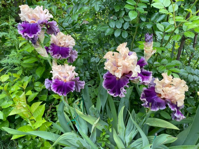  - 0007 - Iriși 2025 - 2