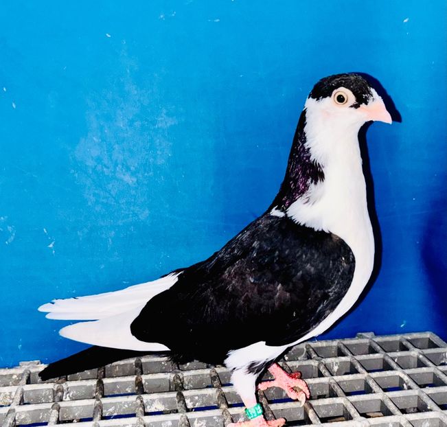 5139  Mascul  2025_1 - tineret 2025