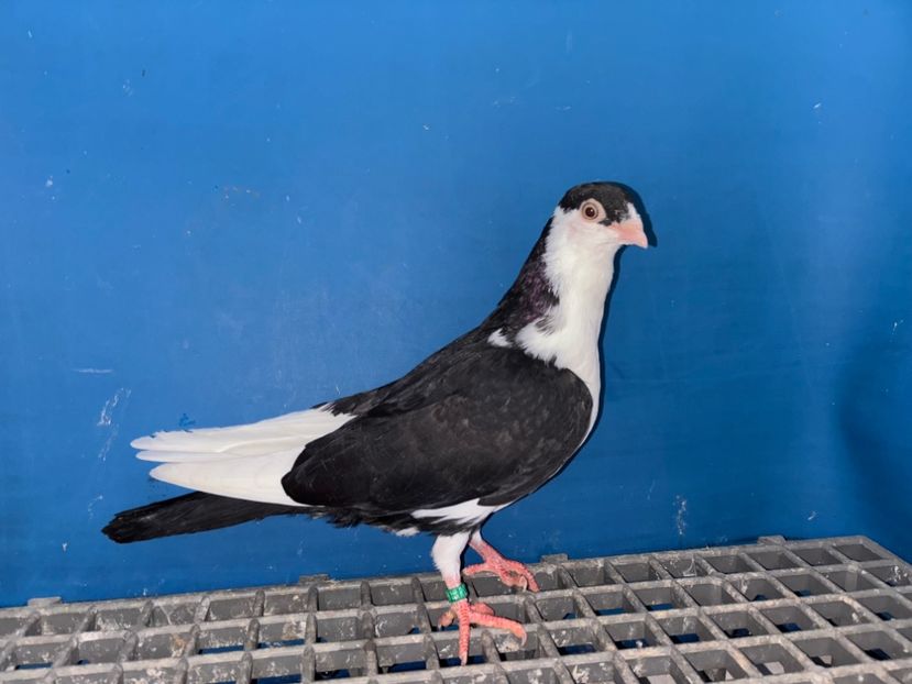 5139  Mascul  2025_3 - tineret 2025