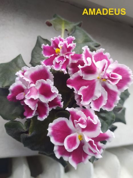  - 0 PUI VIOLETE DE COLECTIE 26 mai 2025
