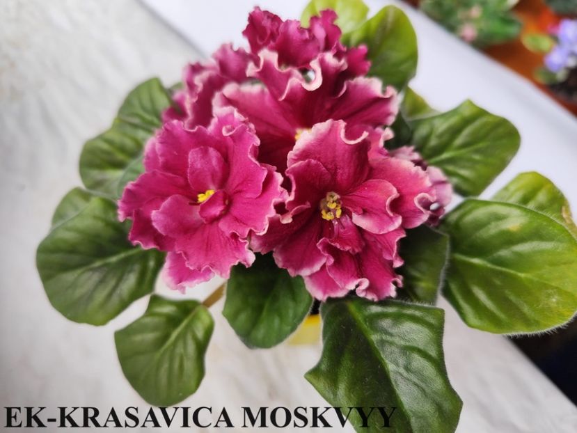 ek krasavica moskvy - Copy - 0 PUI VIOLETE DE COLECTIE 26 mai 2025