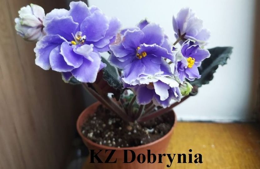  - 0 PUI VIOLETE DE COLECTIE 26 mai 2025