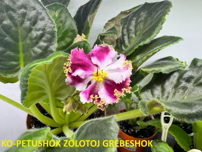  - 0 PUI VIOLETE DE COLECTIE 26 mai 2025