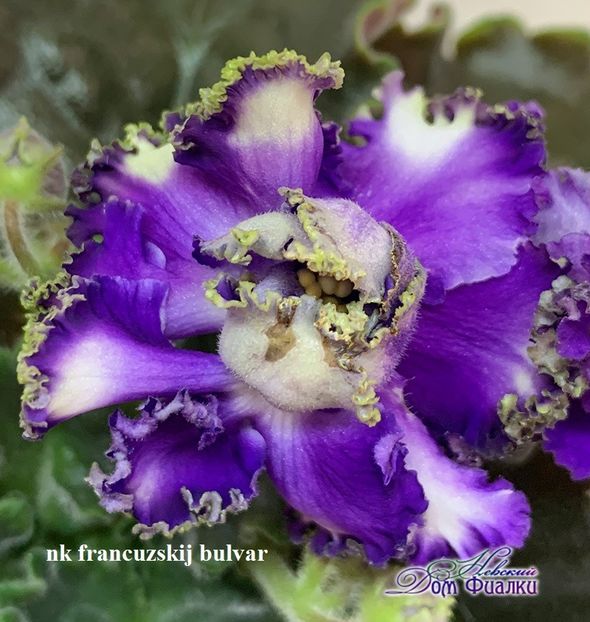  - 0 PUI VIOLETE DE COLECTIE 26 mai 2025