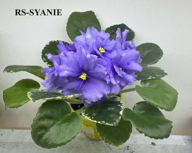  - 0 PUI VIOLETE DE COLECTIE 26 mai 2025
