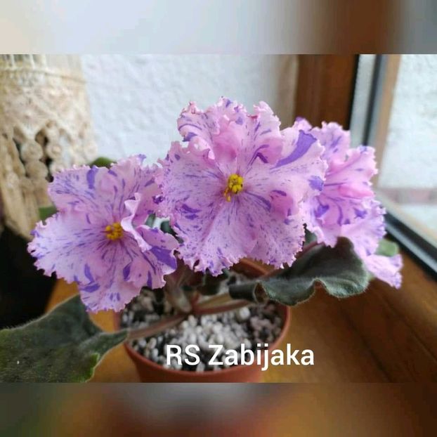  - 0 PUI VIOLETE DE COLECTIE 26 mai 2025