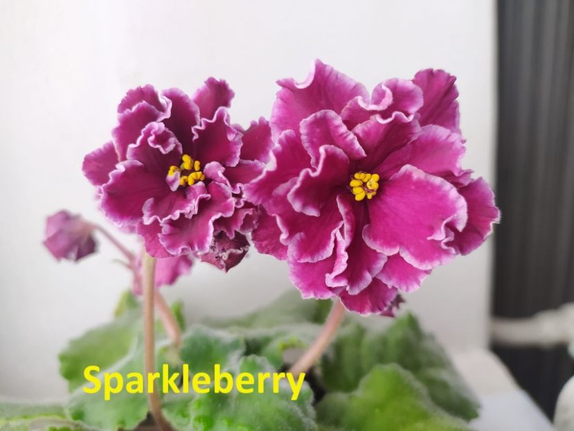  - 0 PUI VIOLETE DE COLECTIE 26 mai 2025