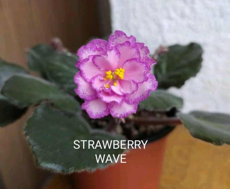  - 0 PUI VIOLETE DE COLECTIE 26 mai 2025