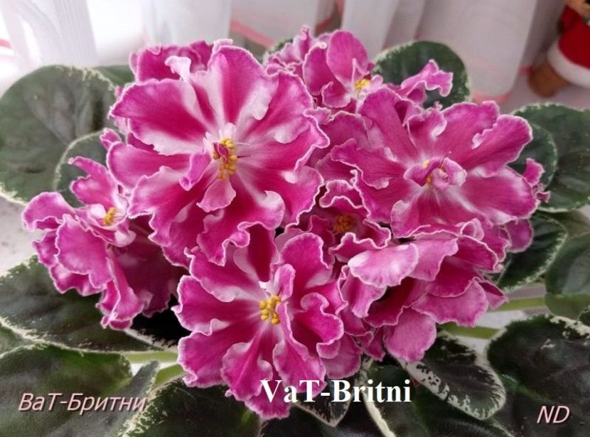  - 0 PUI VIOLETE DE COLECTIE 26 mai 2025